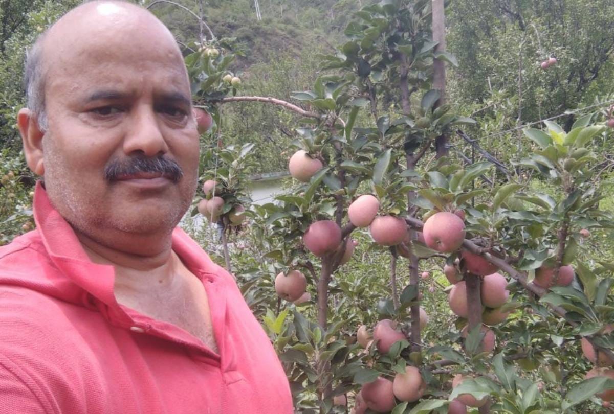 apple farming in 40 degree Celsius temperature in Rampur Himachal Pradesh