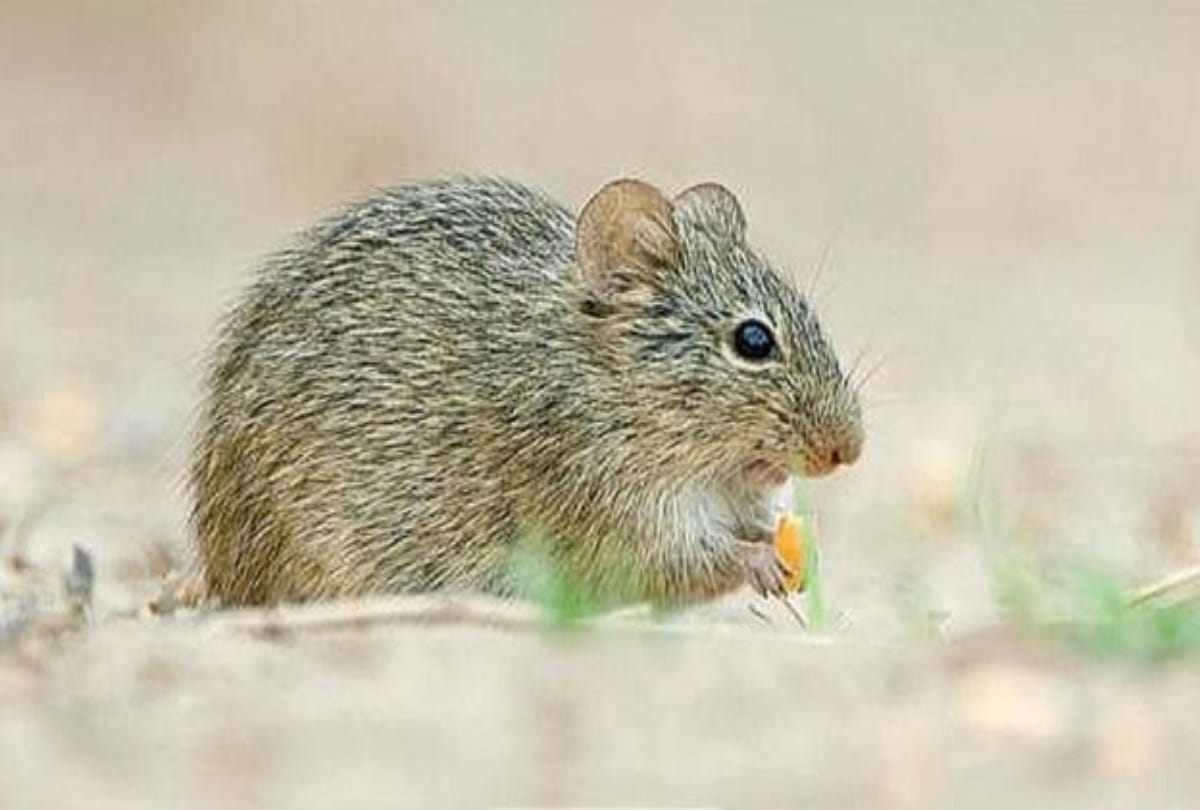 Amazing creatures who can live without water for many days 