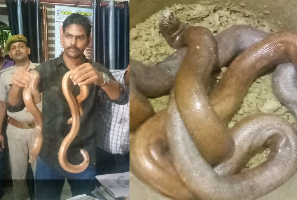 police caught snakes smuggler in faizabad.
