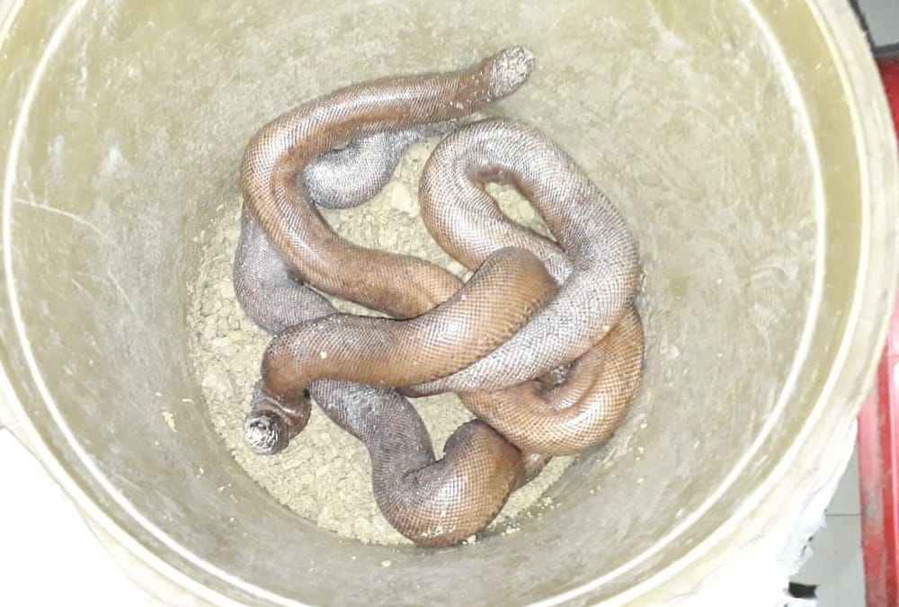 police caught snakes smuggler in faizabad.