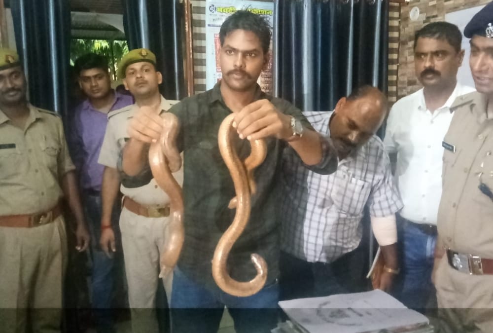 police caught snakes smuggler in faizabad.