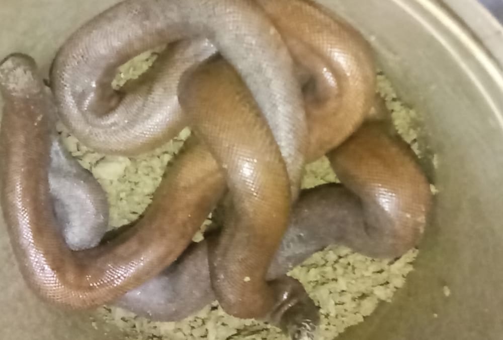 police caught snakes smuggler in faizabad.