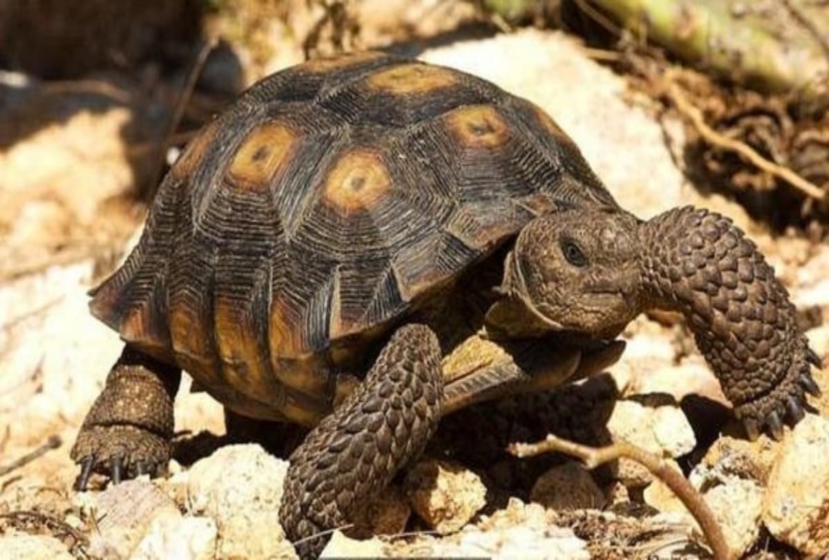 Amazing creatures who can live without water for many days 