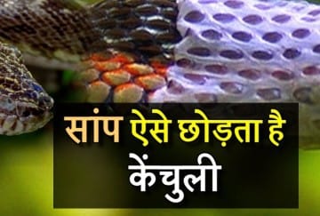देखें...सांप ऐसे छोड़ता है केंचुली ...