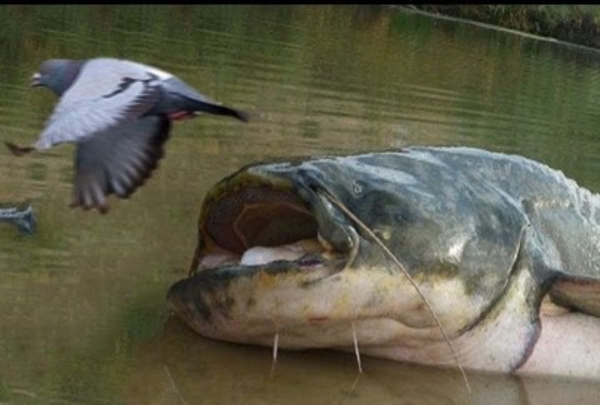 Killer Catfish Hunt Pigeons On Land Here