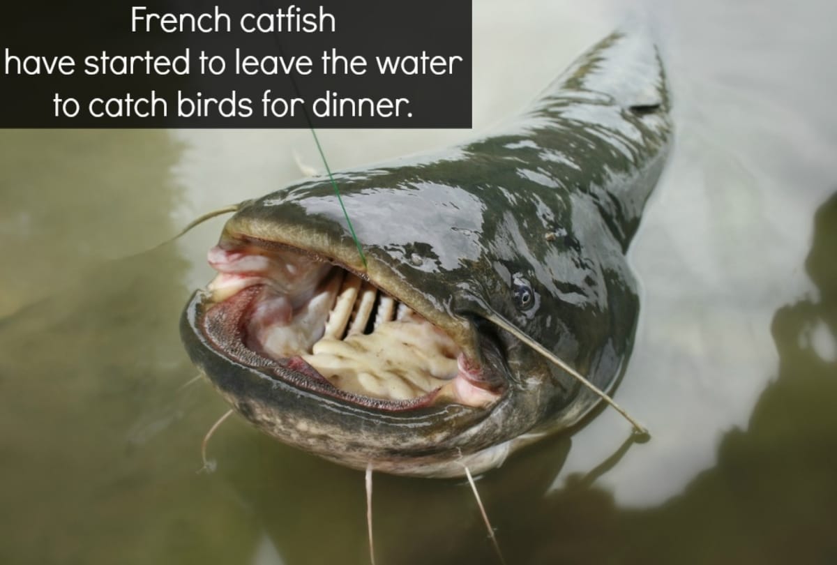 Killer Catfish Hunt Pigeons On Land Here