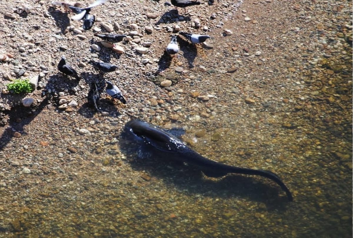 Killer Catfish Hunt Pigeons On Land Here