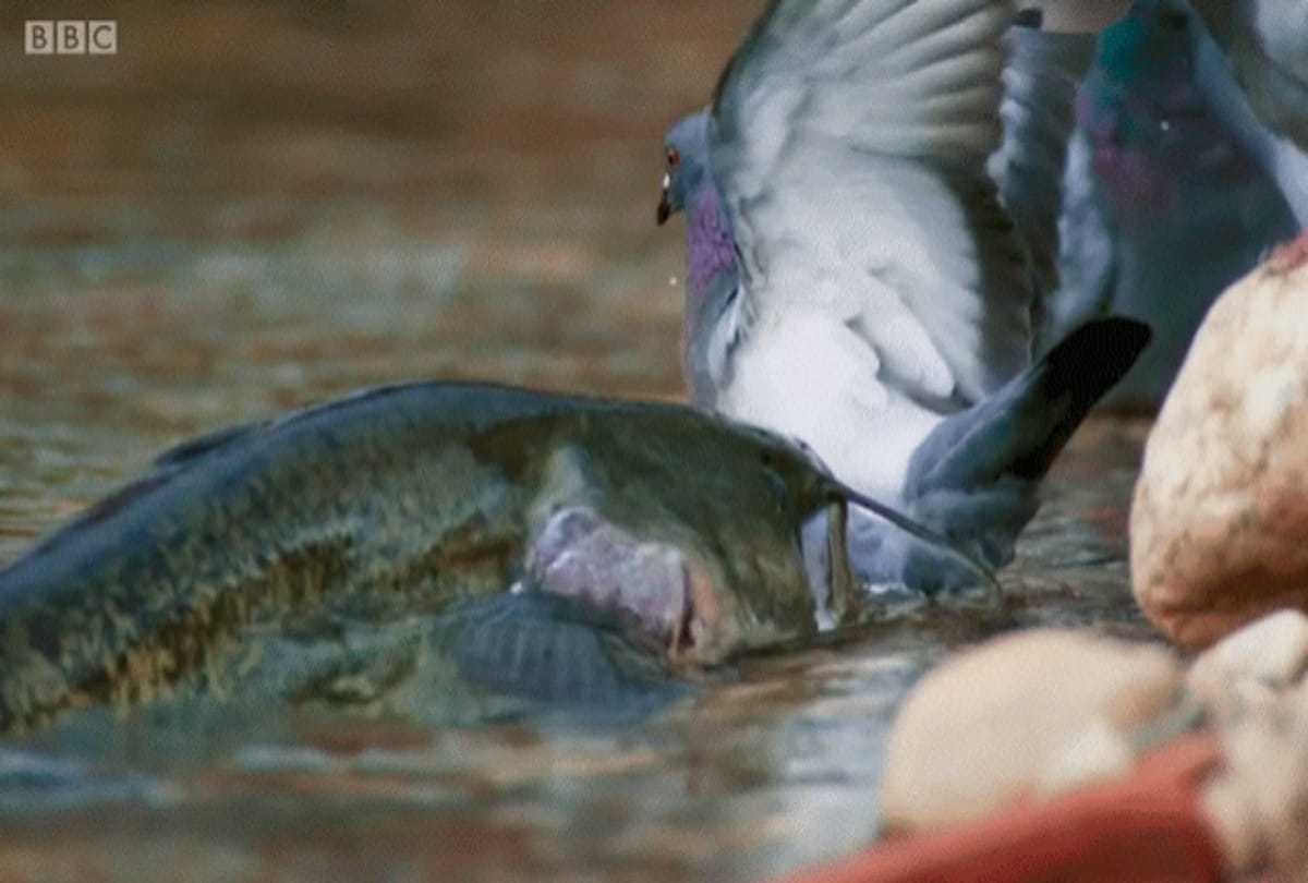 Killer Catfish Hunt Pigeons On Land Here