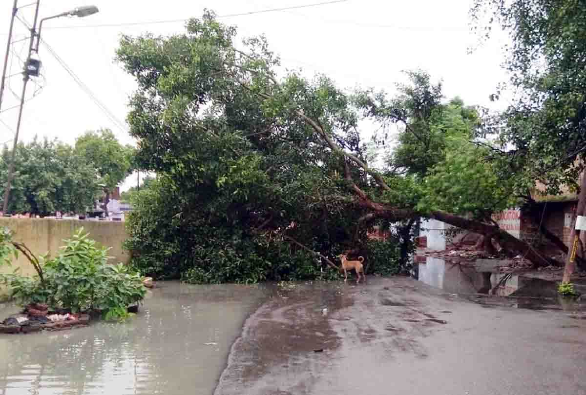 three death due to heavy rain
