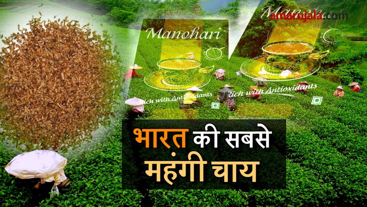 this variety of Assam tea is costliest in the world, sold for 50k per kg in auction