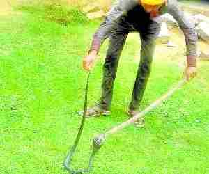Boy dies of snake bite in school