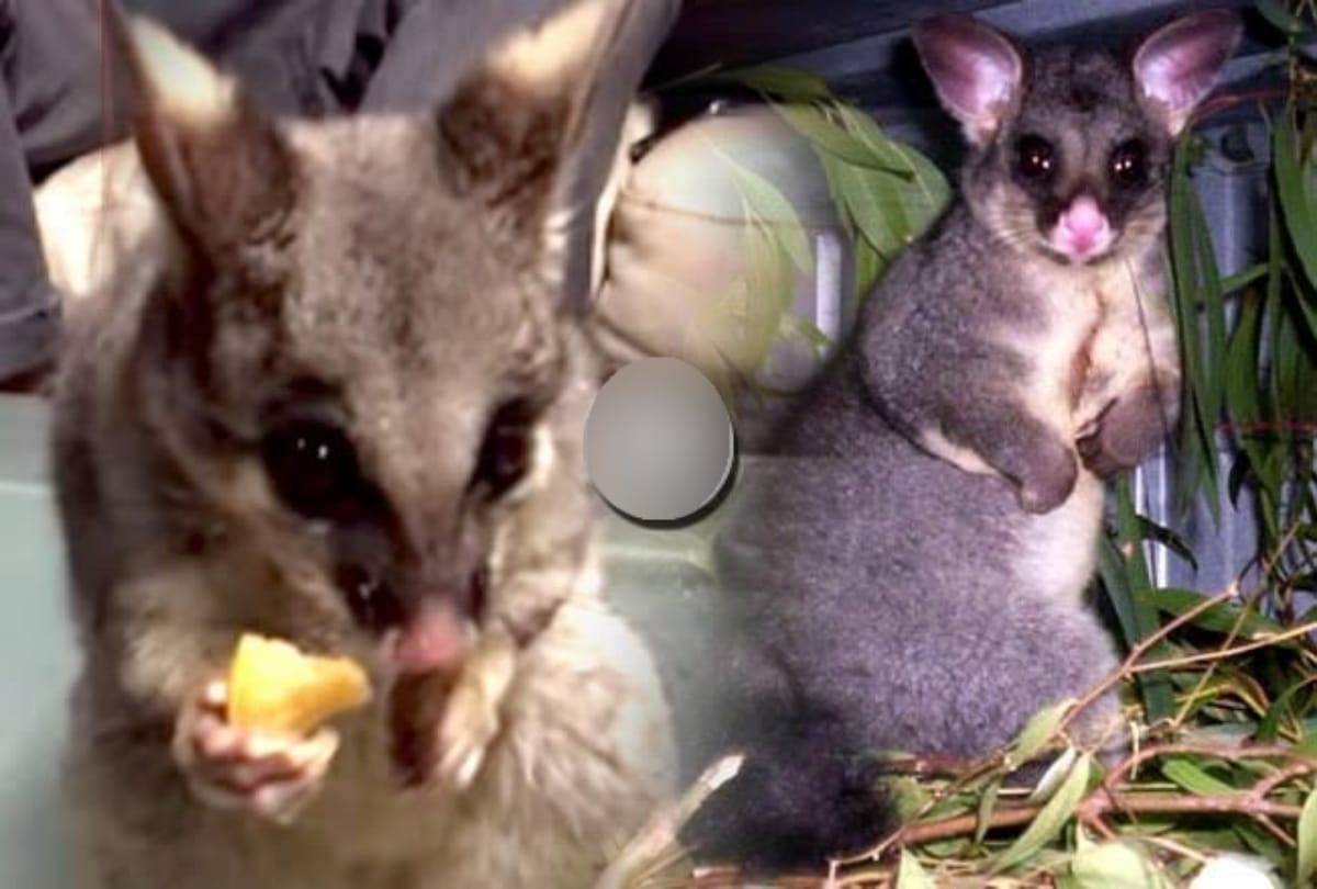 possum steals snacks from table during party in australia 