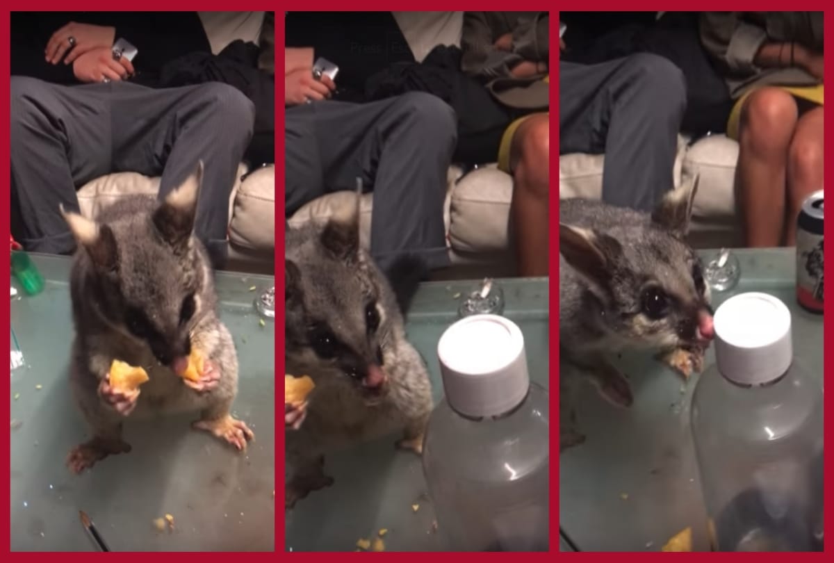 possum steals snacks from table during party in australia 