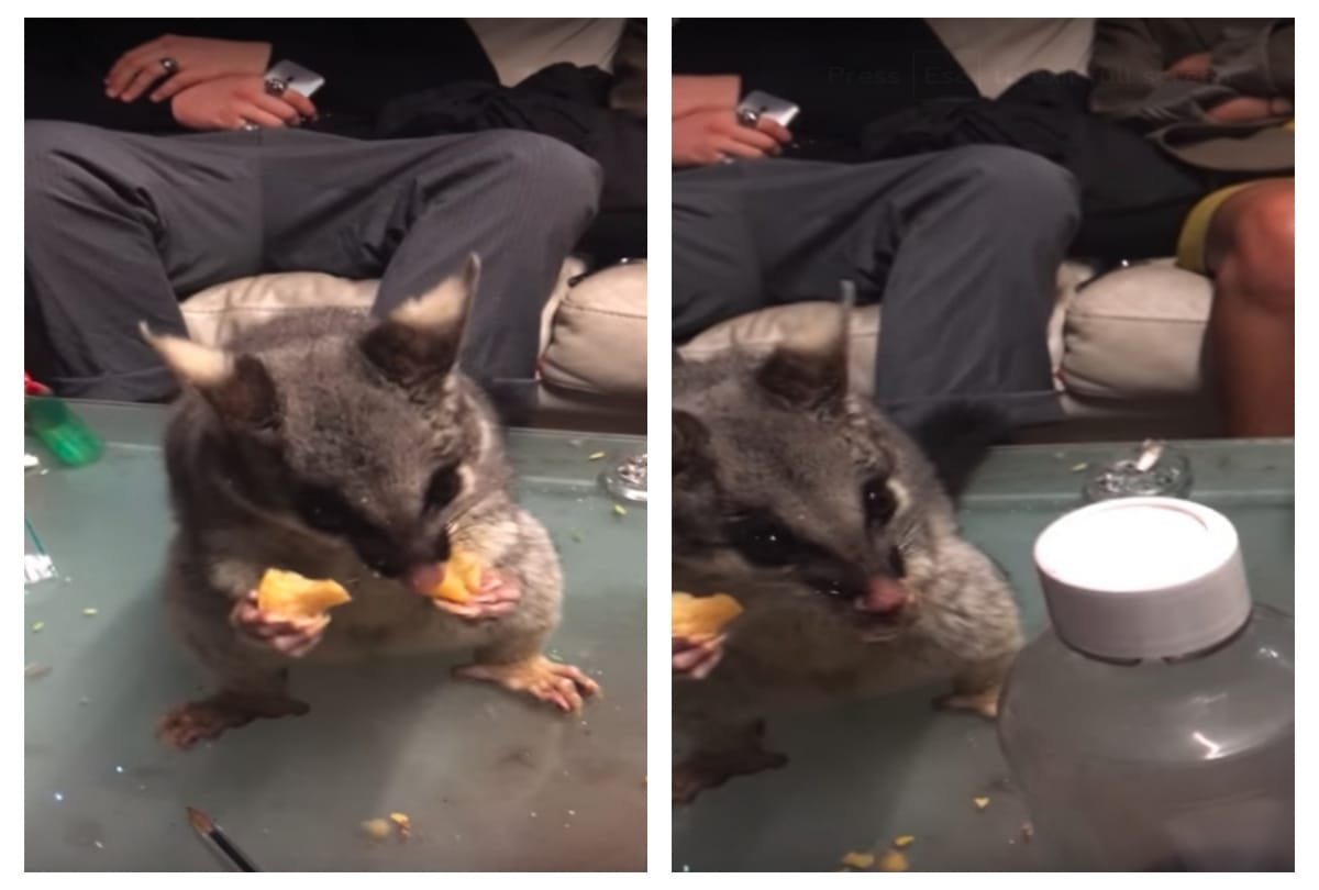 possum steals snacks from table during party in australia 