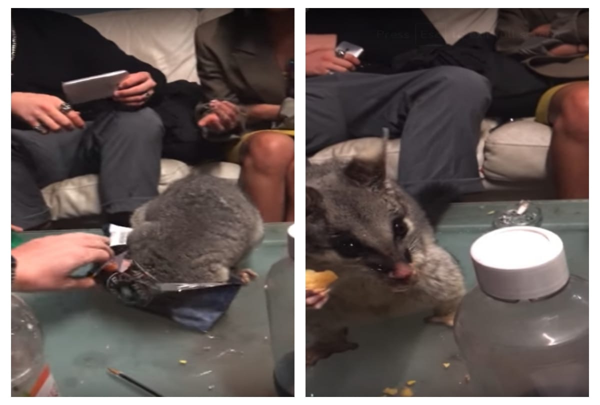 possum steals snacks from table during party in australia 