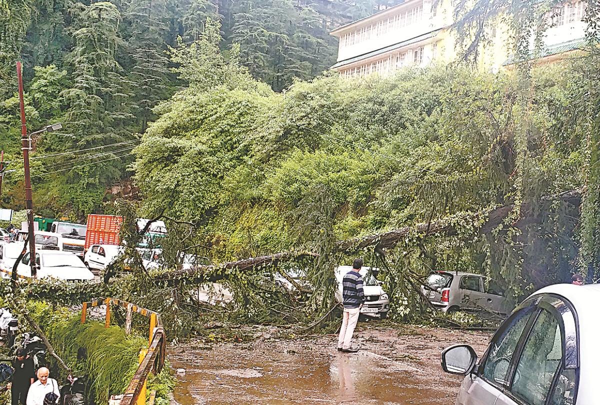 नवंबर में ही खिल गया पहाड़ के पसंदीदा हिसालु का फूल