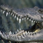 crocodile attack