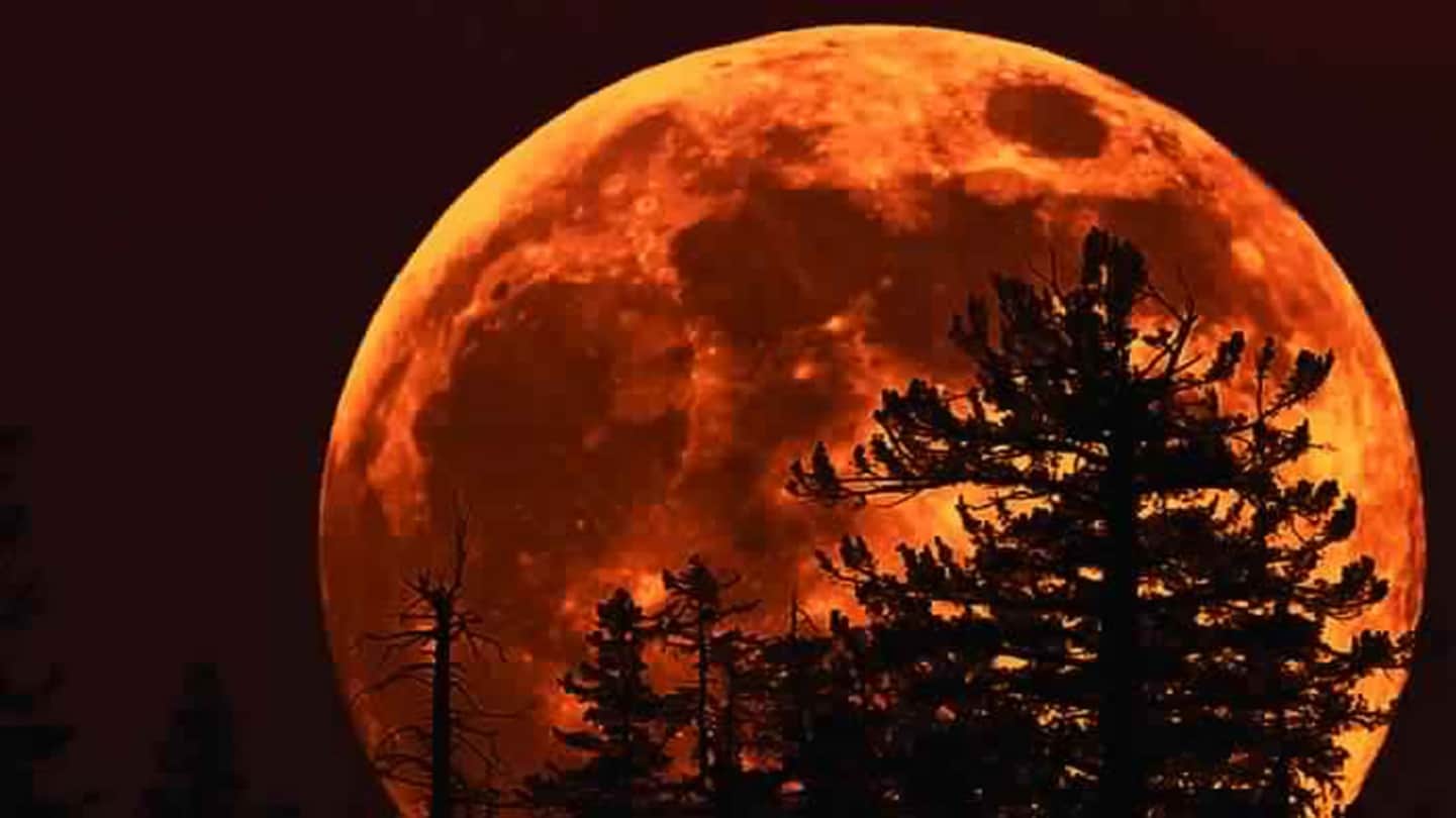super blood wolf moon Why wolves scream after seeing the red moon