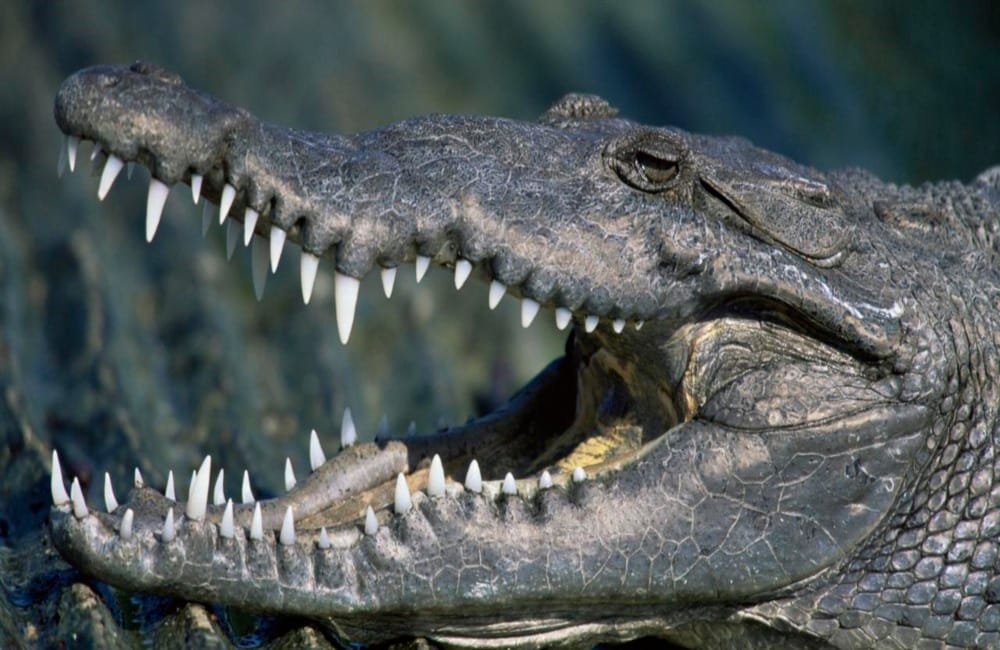 crocodile attack on BSNL employee in Uttarakhand