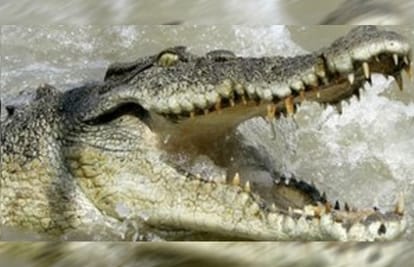 crocodile attack on BSNL employee in Uttarakhand