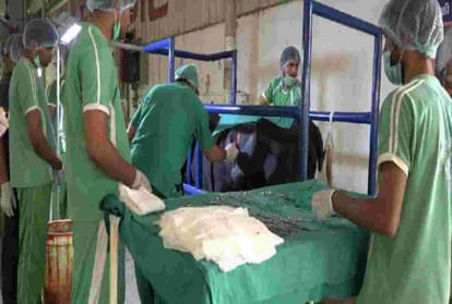 Himachal government transferred 43 veterinary doctors