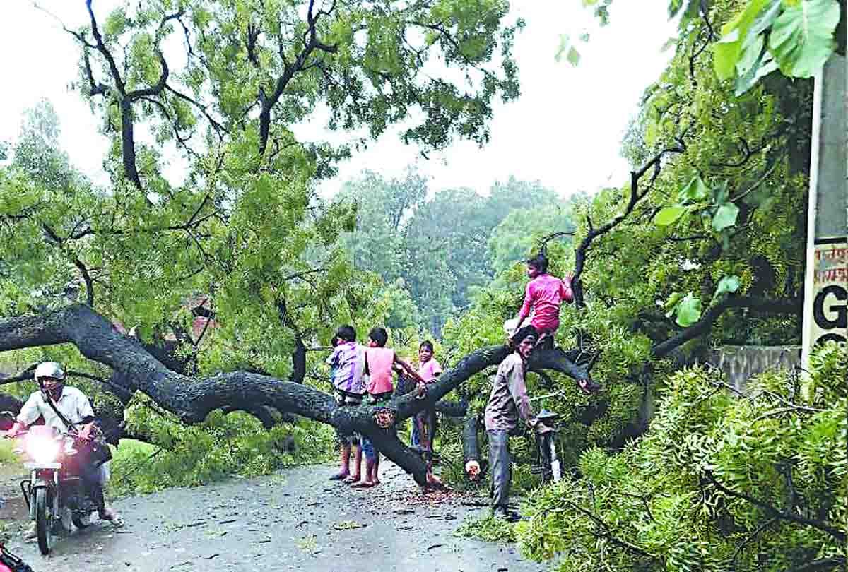 उन्नाव जिले में बारिश के कारण गिरा पेड़