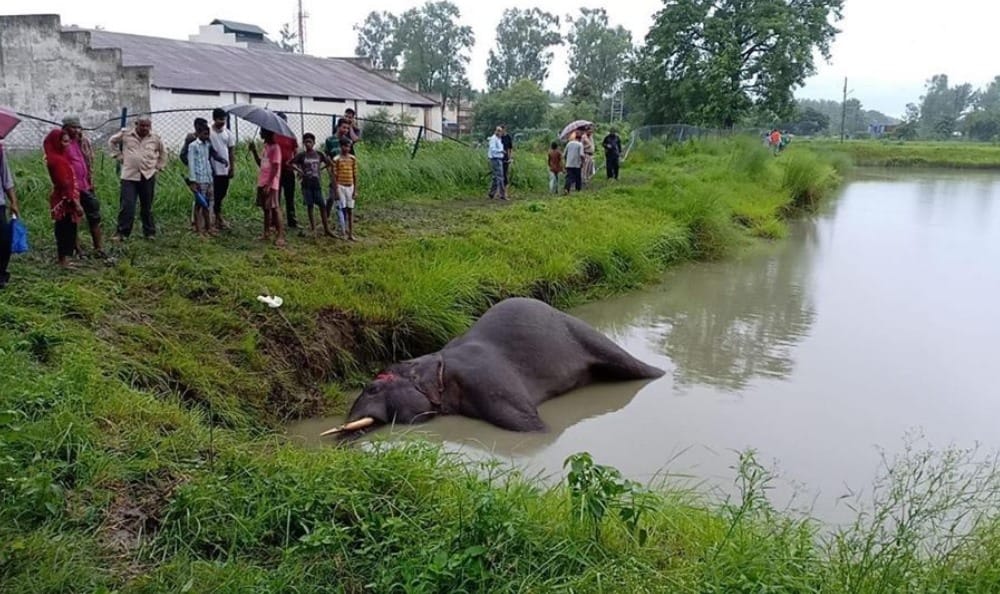 elephant found dead in pond pathnagar