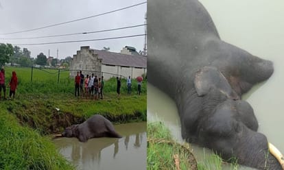 elephant found dead in pond pathnagar
