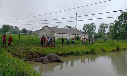 elephant found dead in pond pathnagar