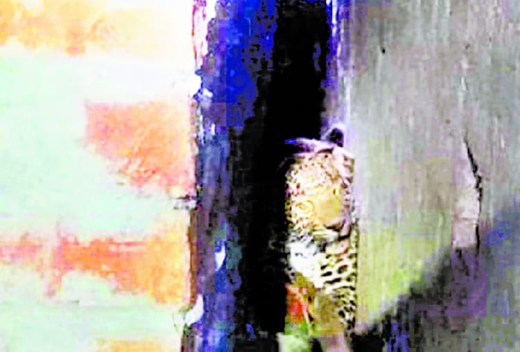 leopard entered in village of bahraich