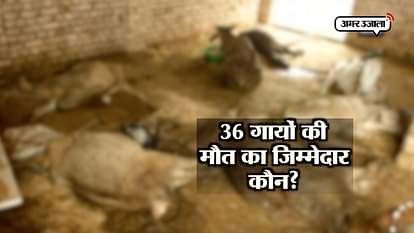 36 cows found dead at cowshed in Delhi