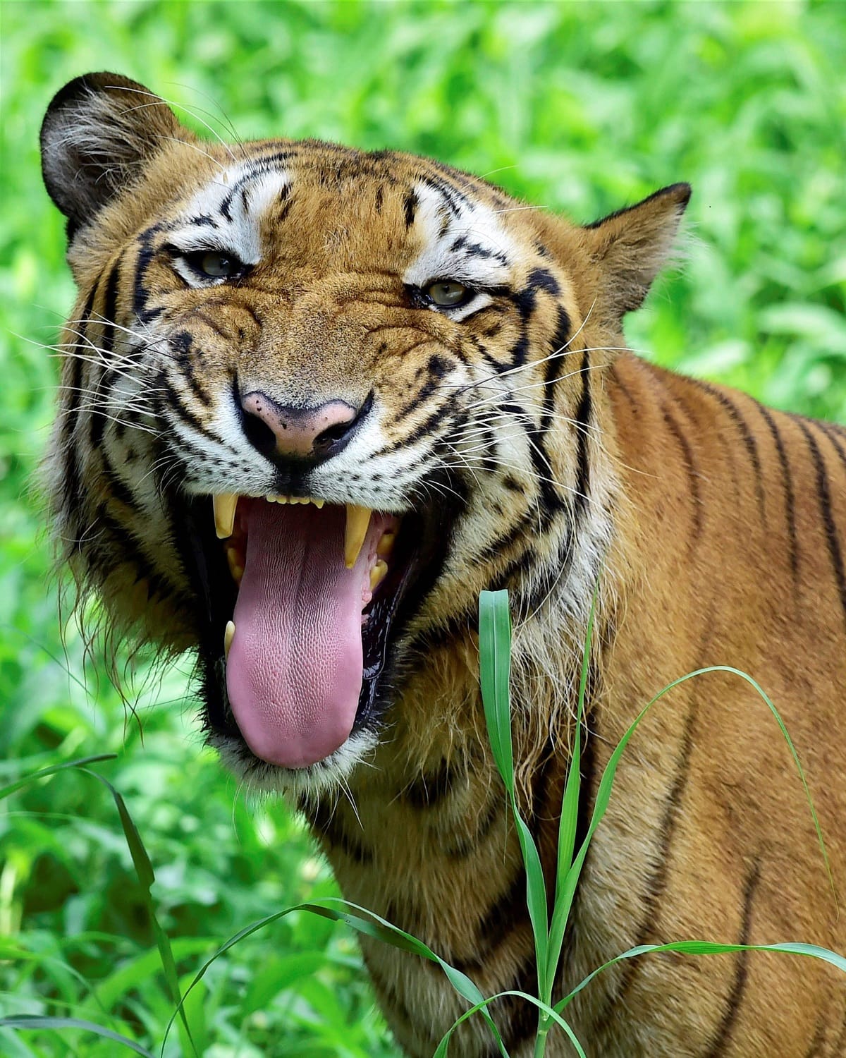 people panic after seeing tiger in kapsetha gairhan of Varanasi