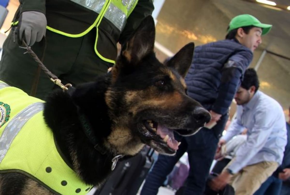 meet sniffer dog Sombra, drug smugglers put 50 lakh rs bounty on sombra