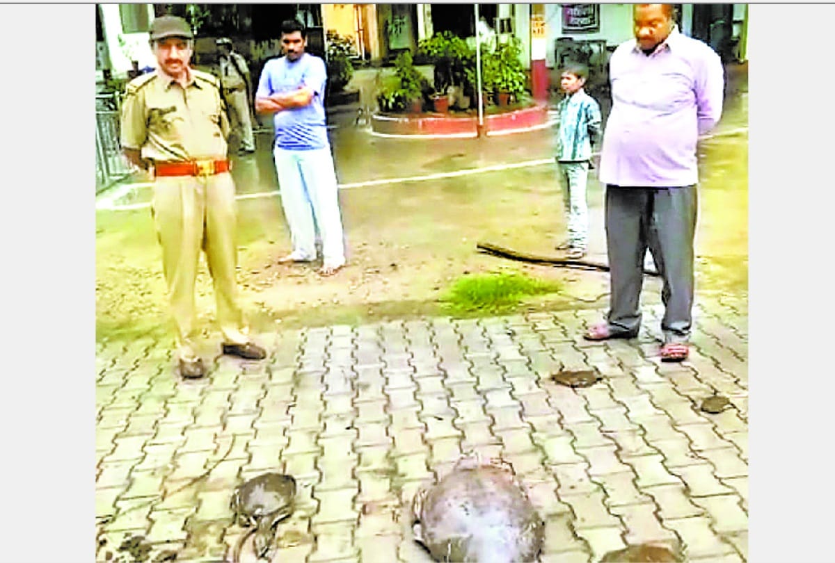 police got tortoise from smuggler in raebareli