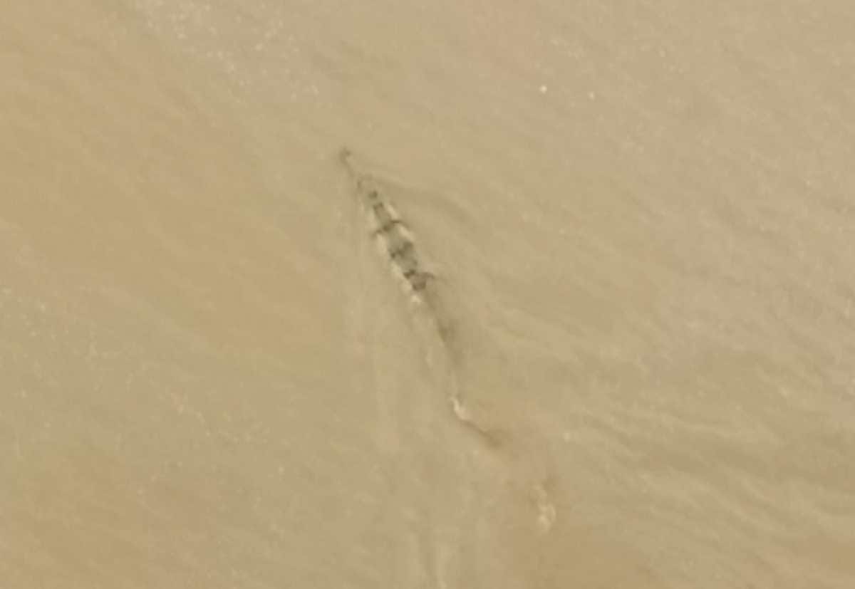 people were in fear after watch alligator in ganga