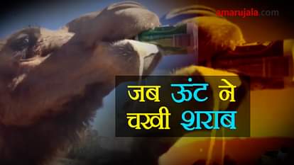 viral video of camel drinking beer