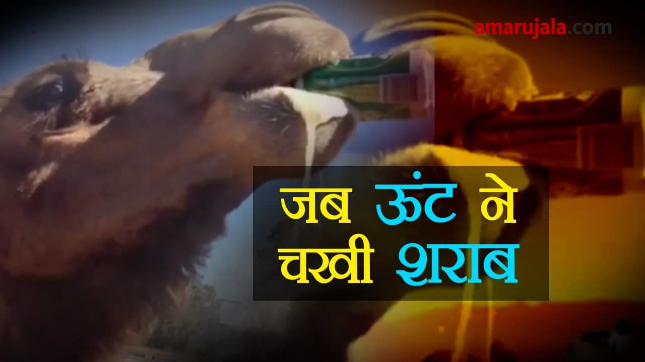 viral video of camel drinking beer
