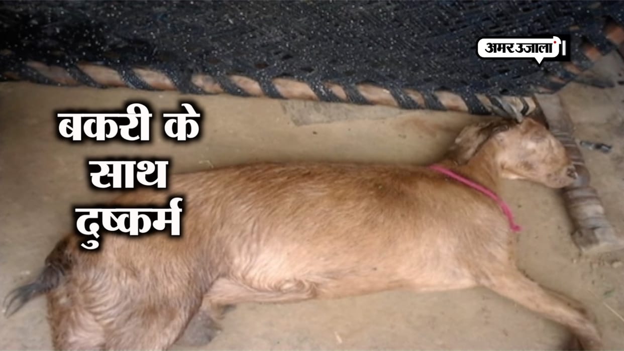 Goat Gangrape case: PETA demands case be tried in rarest of rare category