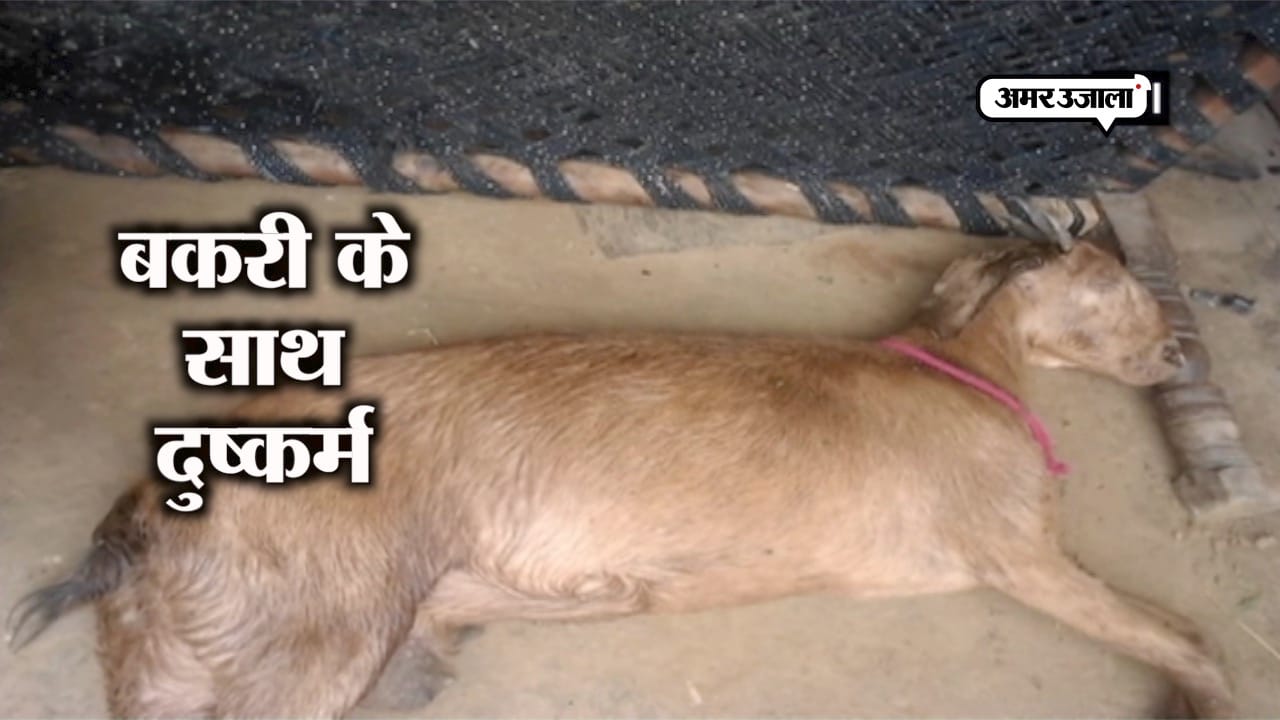 बकरी के साथ गैंगरेप