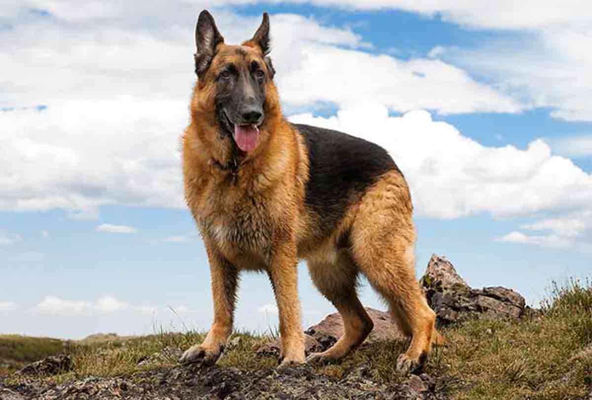sombra 6 year old dog sniffing out drugs smugglers travel in bullet proof cars