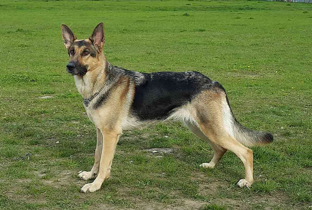 sombra 6 year old dog sniffing out drugs smugglers travel in bullet proof cars