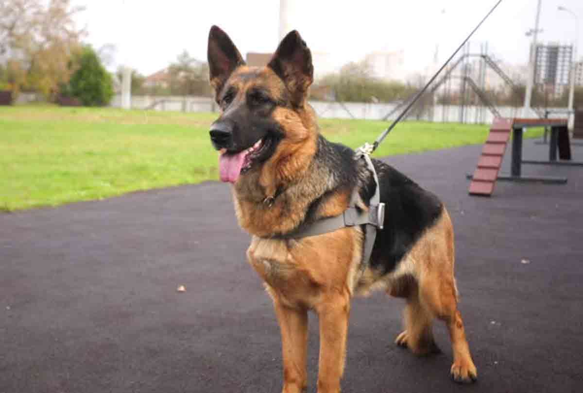 sombra 6 year old dog sniffing out drugs smugglers travel in bullet proof cars