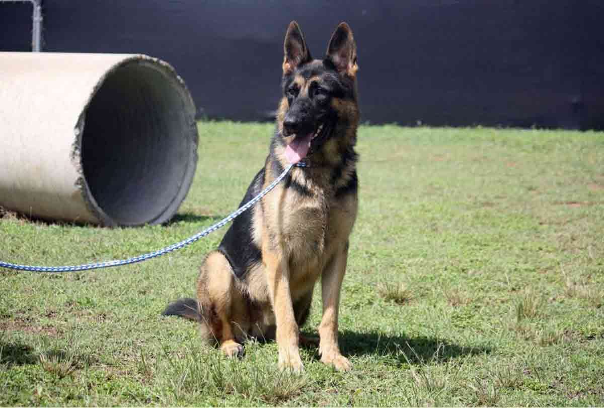 sombra 6 year old dog sniffing out drugs smugglers travel in bullet proof cars