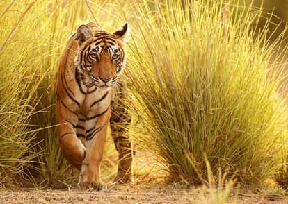International Tiger Day: Know about the dangerous world of forest and their development