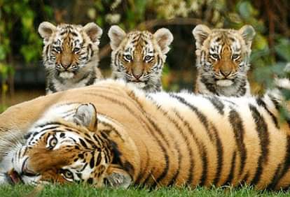 tiger population in valmiki tiger reserve increase five times in nine years