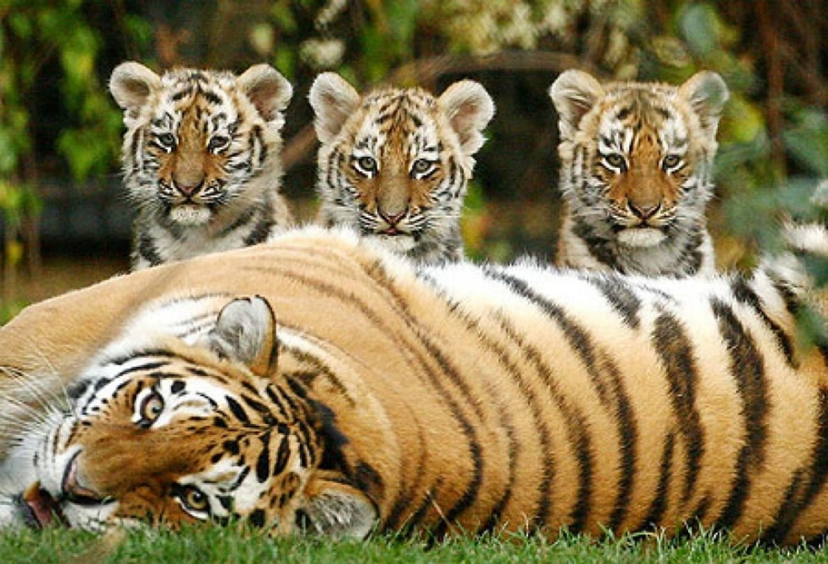 tiger population in valmiki tiger reserve increase five times in nine years