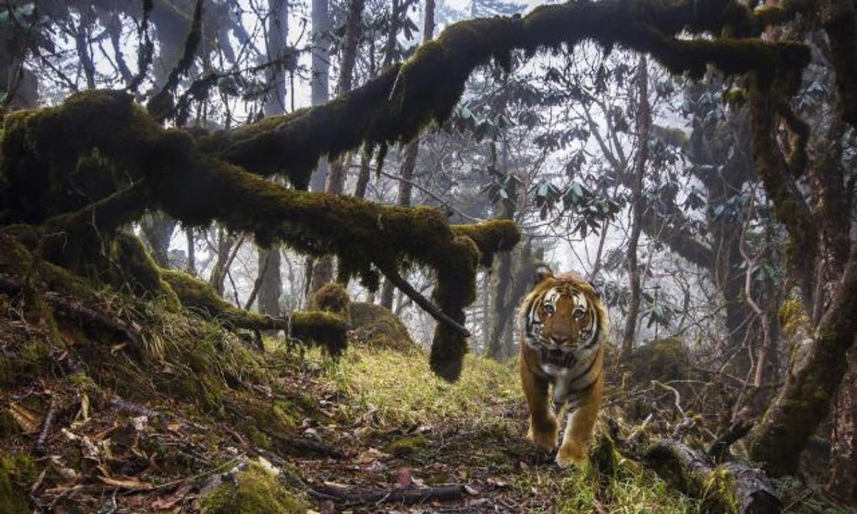 tiger endangered in india and save the Indian tiger information