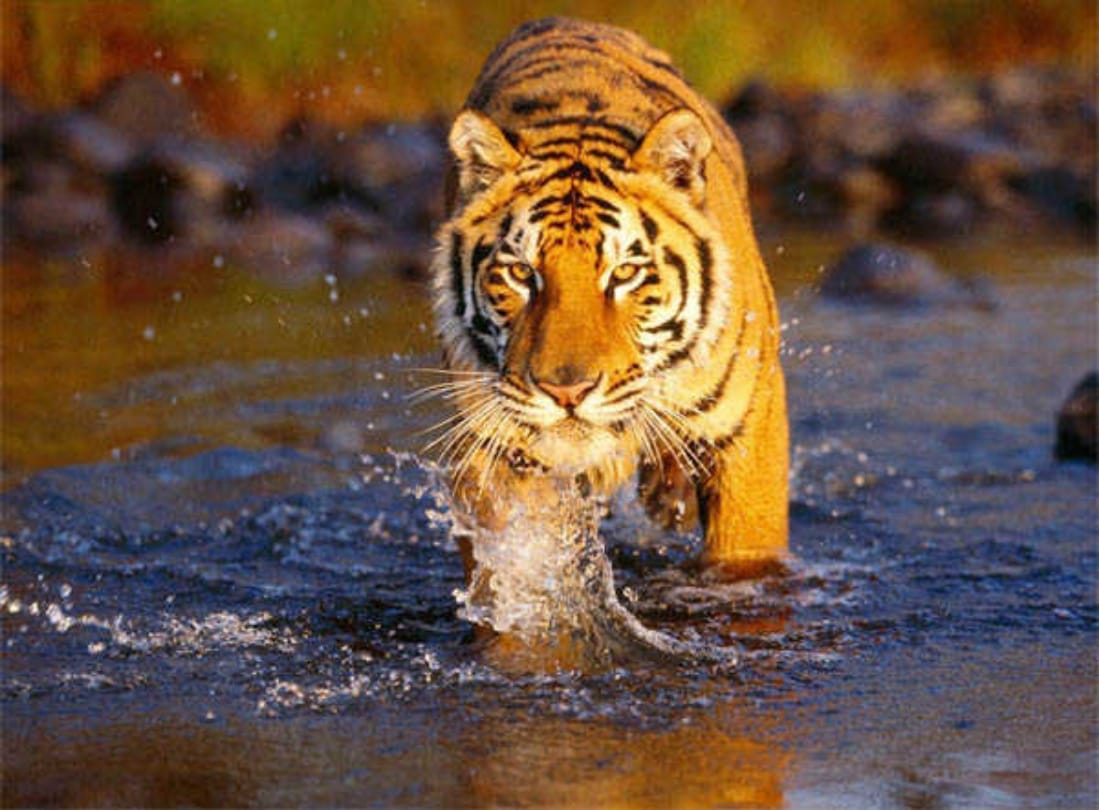 A tiger attacked on tourists gypsy in Dudhwa National Park