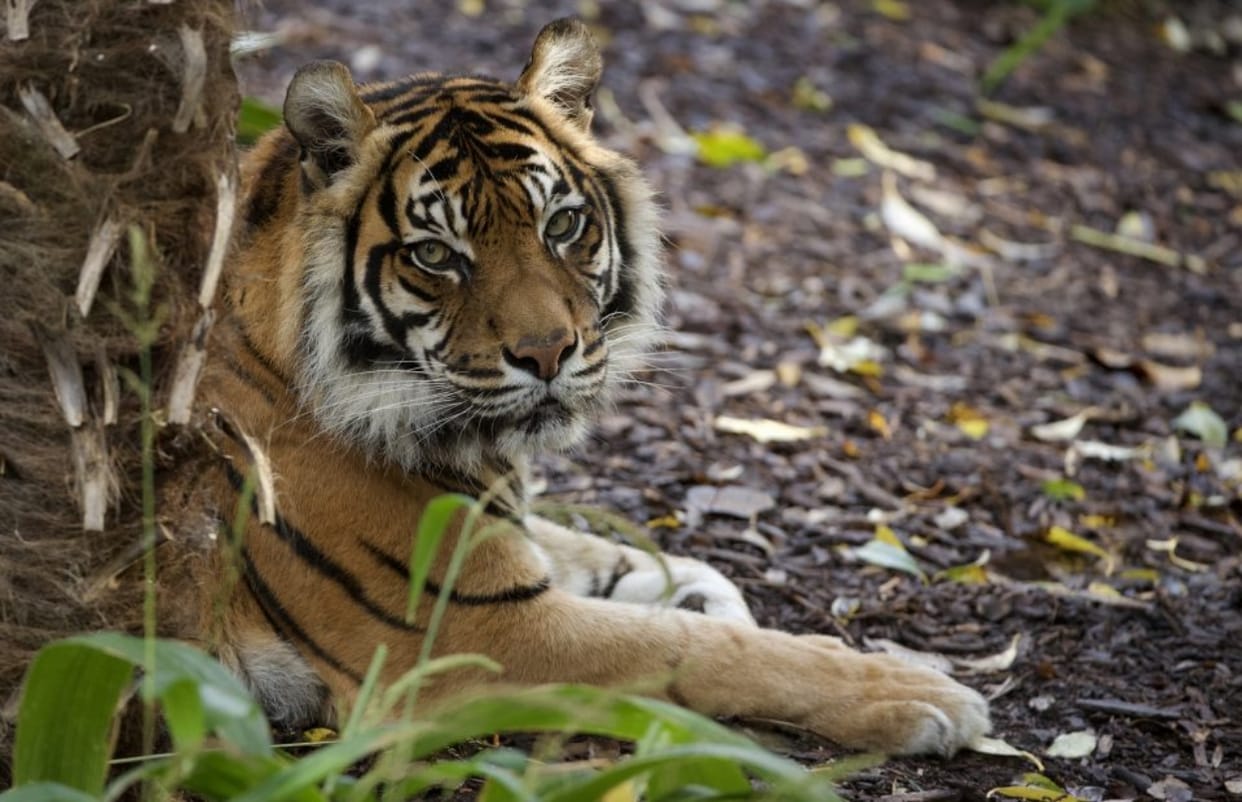 man animal conflict to come under state disaster.