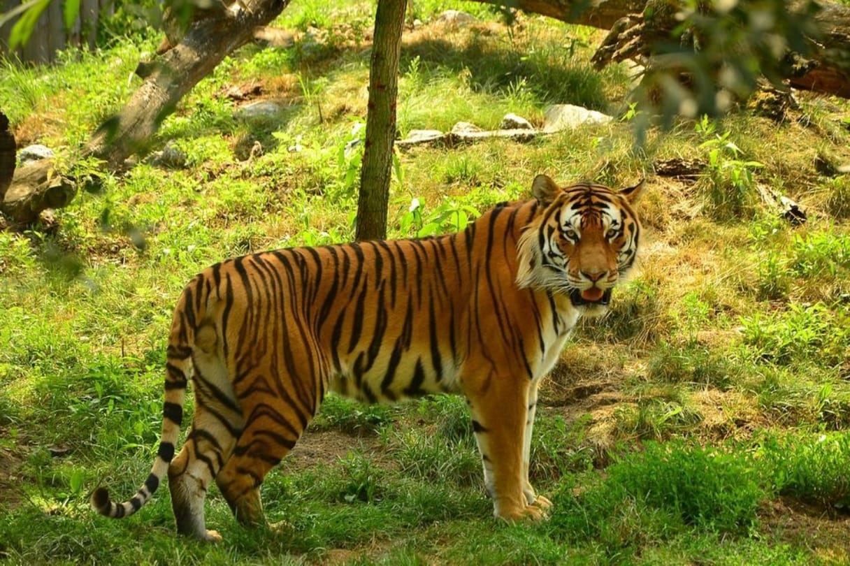 पर्यटकों के लिए आज से खुल जाएगा टाइगर रिजर्व